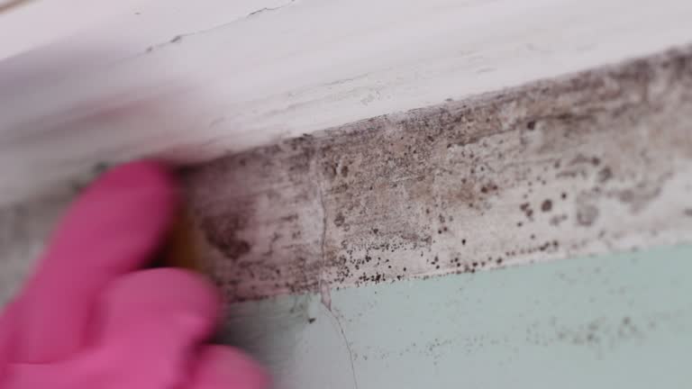 Best Forensic Mold Investigation  in USA